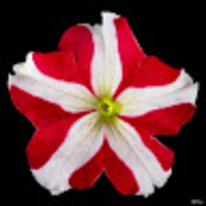 Meet your Posher, Bill